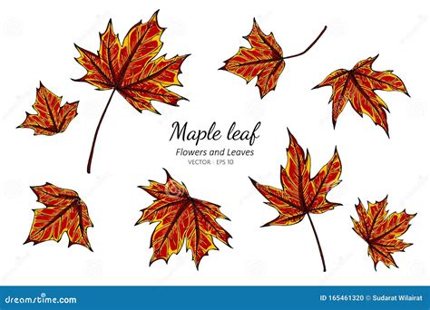 Collection Set of Maple Leaves Drawing Illustration. Stock Vector ...