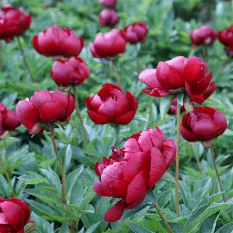 Buy paeony or peony Paeonia 'Buckeye Belle': Delivery by Waitrose Garden