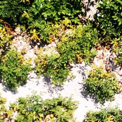 Potato Plants Images - Dataset Ninja