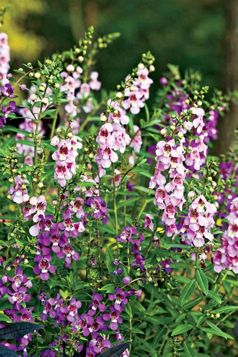 Decorative Plants Full Sun | Shelly Lighting