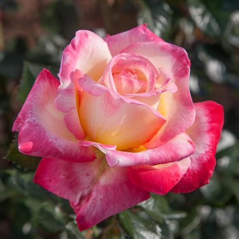 Amazon.com : Heirloom Roses Hybrid Tea Rose Plant - Enchanted Peace ...