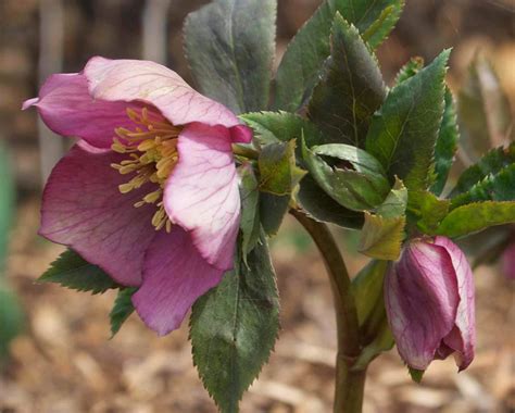 What Is A Christmas Rose Plant at Claude Mardis blog