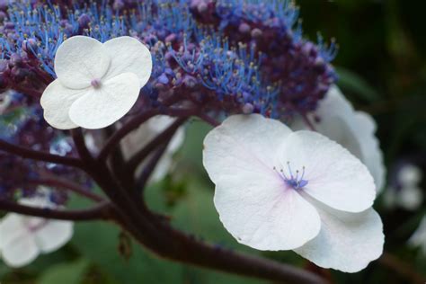 Picture of white and blue flowers in a garden free image download