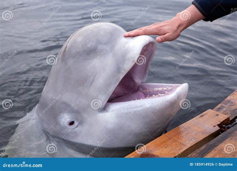 Friendly Beluga Whale Shows Its Head from Underwater Open Mouthed Stock ...