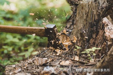 村民阻止伐木引发械斗 砍树者称有领导批示_新闻中心_新浪网