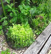 Image result for Protect Rabbit Nest