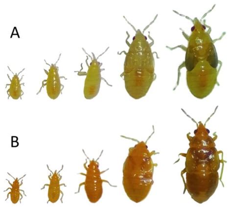 Inheritance and Biological Characterization of an Orange-nymph Mutant ...