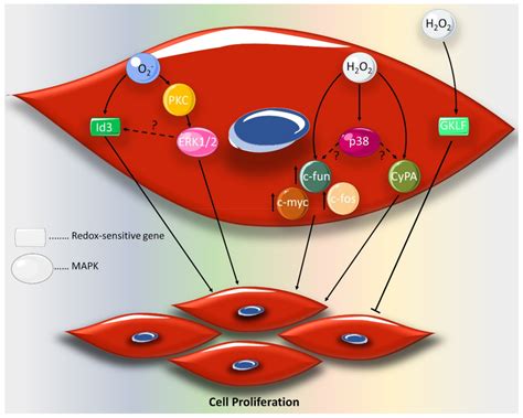 Reactive Oxygen Species: Modulators of Phenotypic Switch of Vascular ...