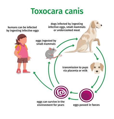 What Is The Life Cycle Of Roundworms In Dogs