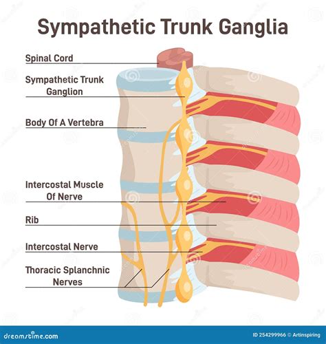 Sympathetic Trunk Ganglia. Paravertebral Ganglia of the Sympathetic ...