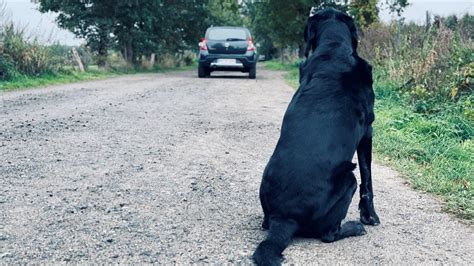 Do Not Abandon Your Pet! - FOUR PAWS International - Animal Welfare ...