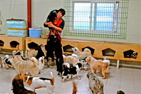 Soldiers, Family members sought as animal shelter volunteers | Article ...