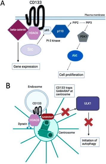 Molecular Regulation of Autophagy and Asymmetric Cell Division by ...