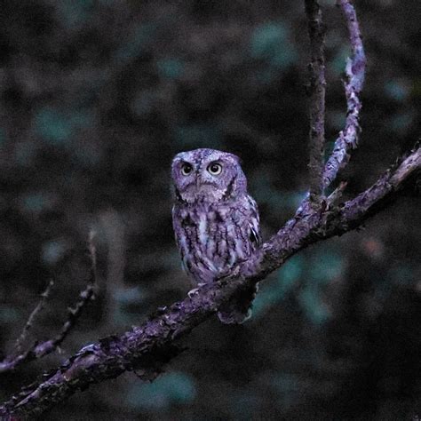Owl Prowl, Barnstable Land Trust, West Barnstable, 7 February 2024 ...