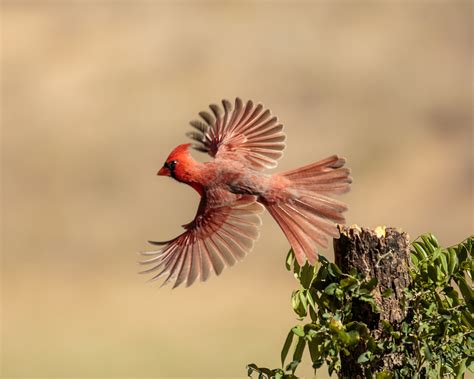 Male Cardinal In Flight Northern Cardinal Bird In Flight Isolated On