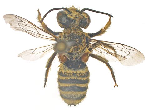 Megachilidae