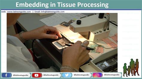 Tissue Processing Procedure 的图像结果