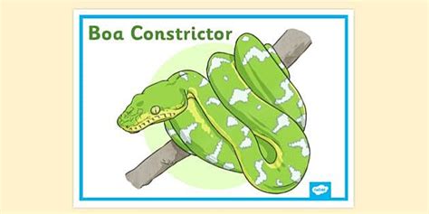 Boa Display Poster | Primary Resources (teacher made)