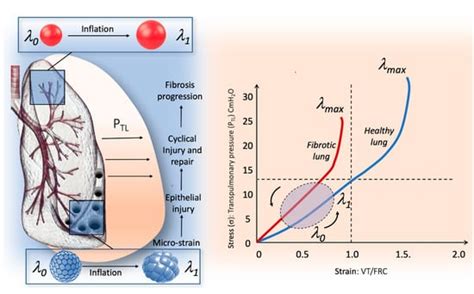 Pulmonary Stretch and Lung Mechanotransduction: Implications for ...