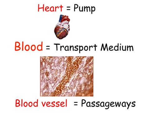 NCERT Solutions for Class 10 Science Chapter 5 - Life Processes