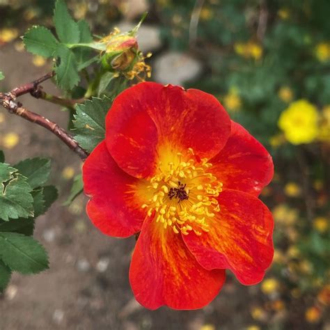 Flowers of Santa Fe, New Mexico | Flowers of Santa Fe, New M… | Flickr