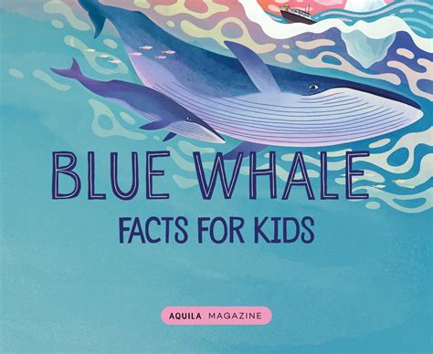 Blue Whale facts for kids - AQUILA Blog