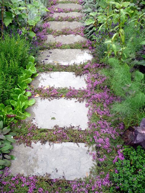 Creeping Thyme Pathway