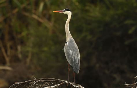 Sirpur Wetland: From Ruination To Ramsar Site Designation | Nature inFocus