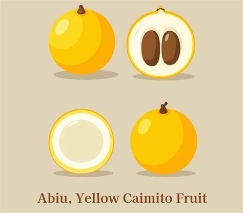 Fresh abiu fruit whole and cross-section view | Premium Vector