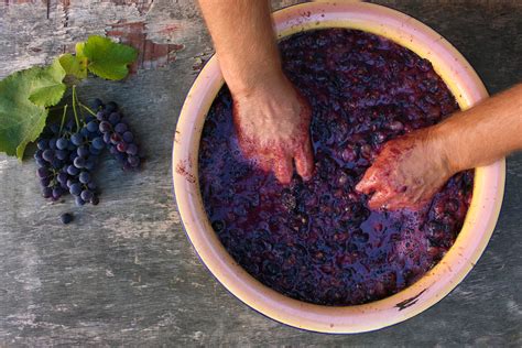 How To Store Grapes For Winemaking