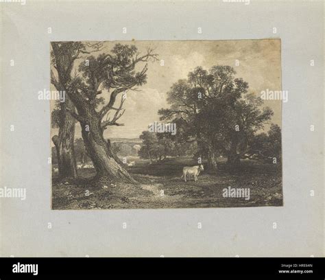 Pastoral scene cows bulls hi-res stock photography and images - Alamy