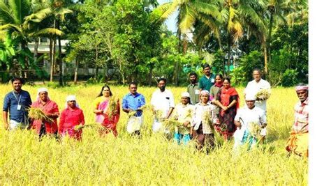 കുരീച്ചാൽ പാടശേഖരത്തിൽ കൊയ്ത്തുത്സവം - LOCAL - ERNAKULAM | Kerala ...