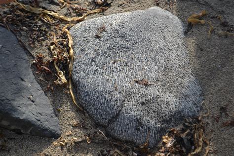 Fossil Spanish Translator at Nora Weeks blog