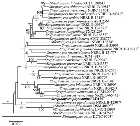 Characterization of a Novel Endophytic Actinomycete, Streptomyces ...