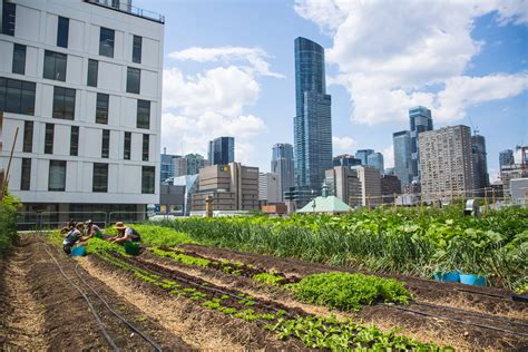 7 Environmental Benefits of Sustainable Urban Farming