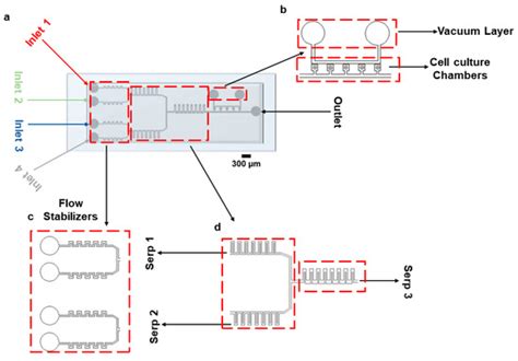 A Novel Single-Layer Microfluidic Device for Dynamic Stimulation ...