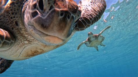 Sea Turtle Migration: Why Is It Necessary? – The Turtle Hub