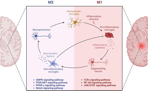 Frontiers | Microglia in Alzheimer’s disease: pathogenesis, mechanisms, and therapeutic potentials