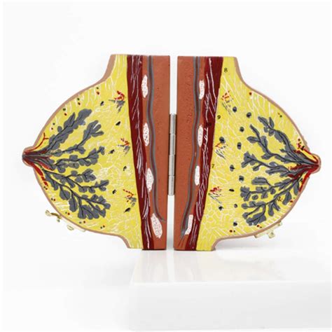 Buy Anatomy Model - Anatomical Human Female Structure Model for ...