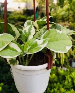 Cloud Farm Money Plant Price in India - Buy Cloud Farm Money Plant ...