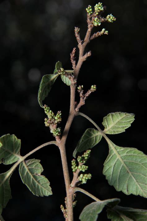 Rhus aromatica var. aromatica | Plants of the World Online | Kew Science
