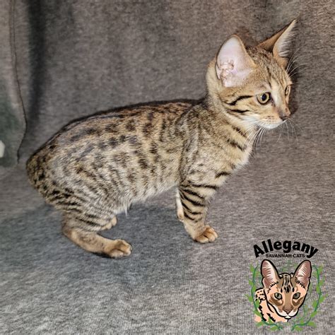 F4 1 - Allegany Savannah Cats