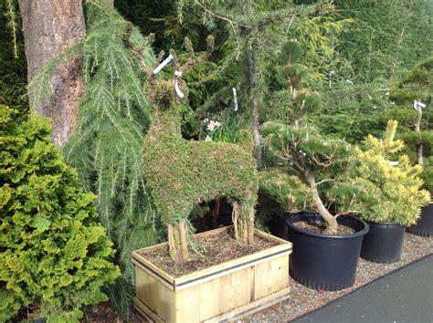 CONIFERS | portlandavenursery