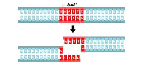 Image result for Restriction Enzymes Function