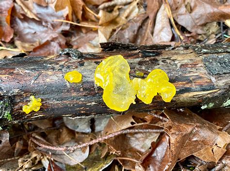 Solve Tremella (genus of fungi) Orange Jelly aka Witches Butter jigsaw puzzle online with 140 pieces