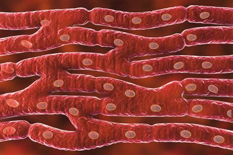 Cardiac Muscle Structure 的图像结果