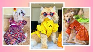 Online Dog Supply Brand – Wrapinfur