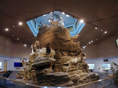 International Wildlife Museum