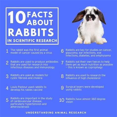 Rabbit 10 facts :: Understanding Animal Research