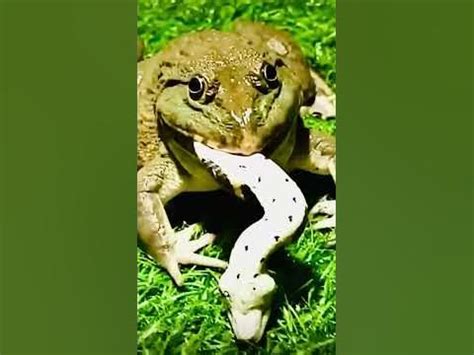Image result for Python vs Frog